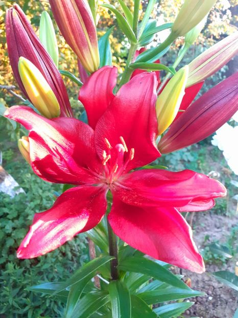  - Crini de gradina 2015- prezent