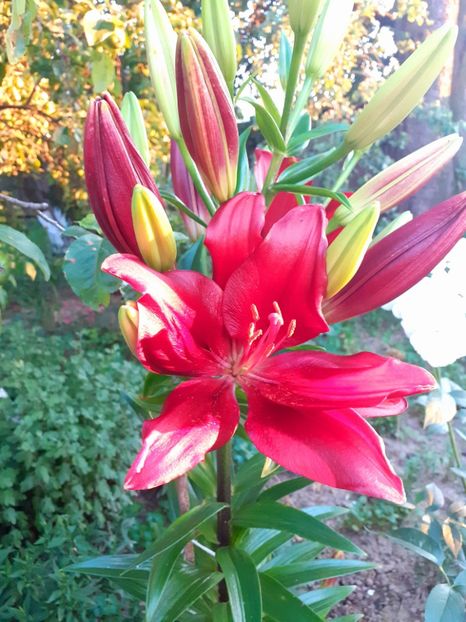  - Crini de gradina 2015- prezent