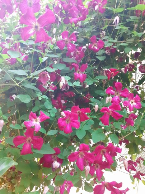  - Clematite 2015-prezent