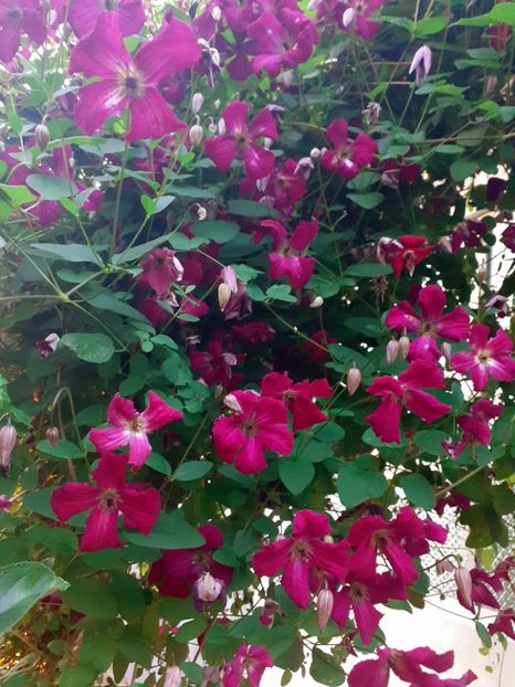  - Clematite 2015-prezent