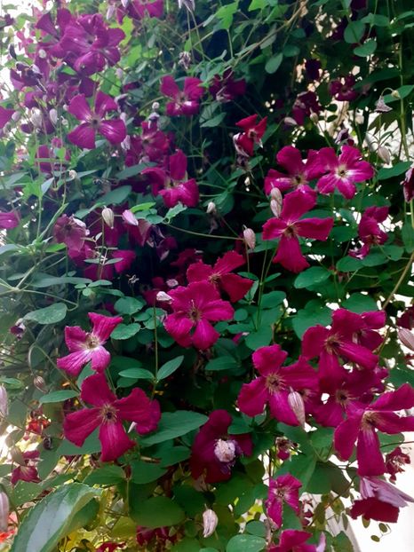  - Clematite 2015-prezent