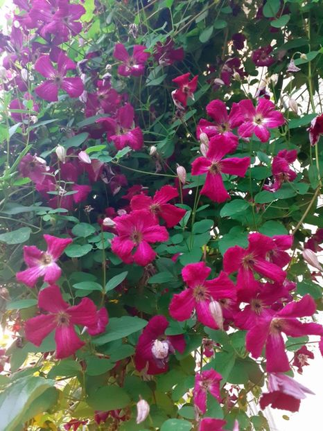  - Clematite 2015-prezent