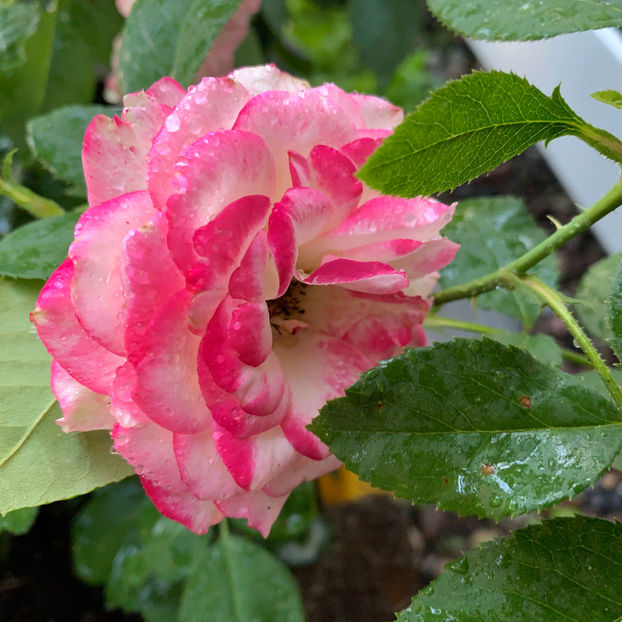  - Jurnalul gradinii 2020