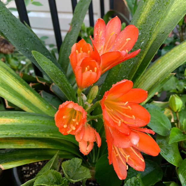  - Jurnalul gradinii 2020