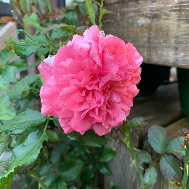  - Jurnalul gradinii 2020