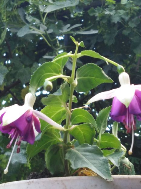 Lorraine - My Fuchsia Collection