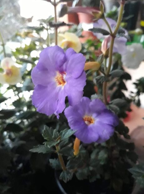  - 001 2021 - Crowning Day