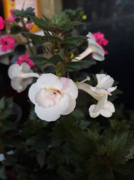  - 001 2021 - Lemon Orchard