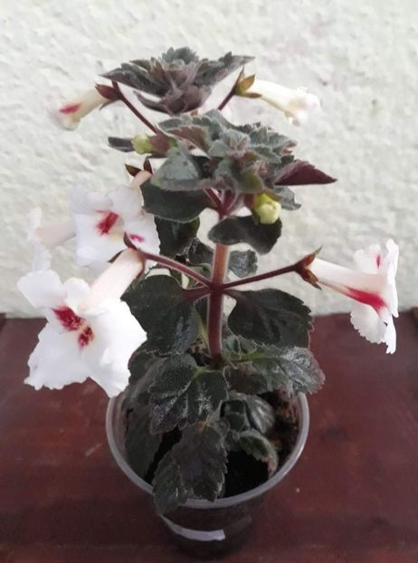  - 001 2021 - White Angel xA