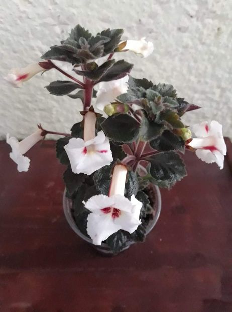  - 001 2021 - White Angel xA