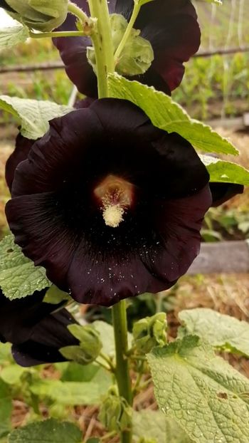  - SEMINTE NALBA NEAGRA - D 146 Hollyhock Black