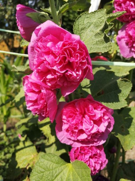 ciclamen - SEMINTE NALBA DE GRADINA DUBLA - D 103 MIX