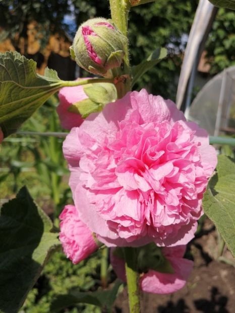 roz - SEMINTE NALBA DE GRADINA DUBLA - D 103 MIX