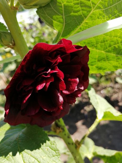 grena - SEMINTE NALBA DE GRADINA DUBLA - D 103 MIX