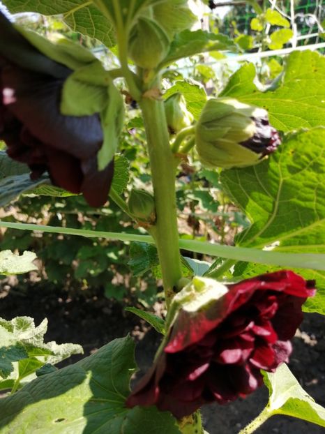 grena - SEMINTE NALBA DE GRADINA DUBLA - D 103 MIX