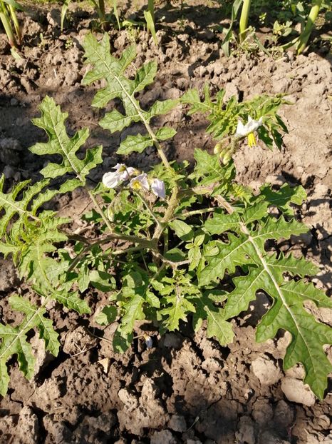 - SEMINTE LITSCHI TOMATE - T 295 SOLANUM SISYMBRIFOLIUM