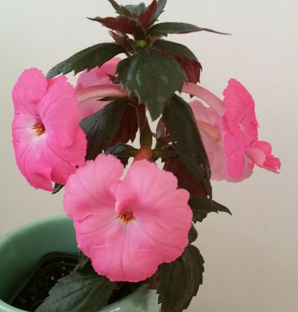 20200706_063901-1 - Madame Bovary