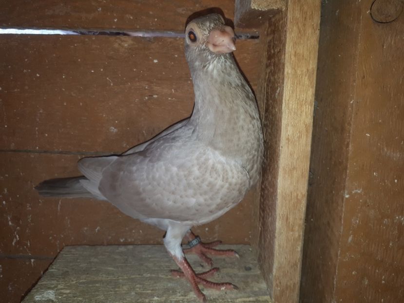 F vîndută - J2 _ tineret 2020