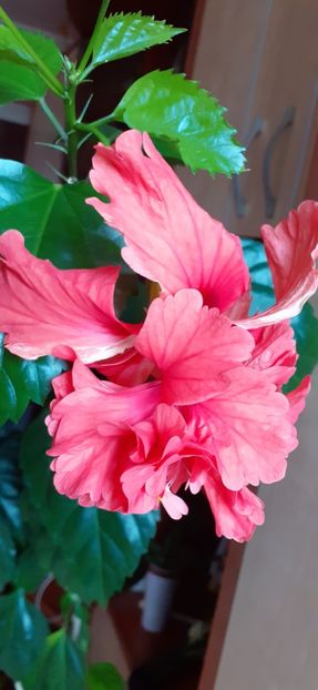  - Hibiscus 2015-2024