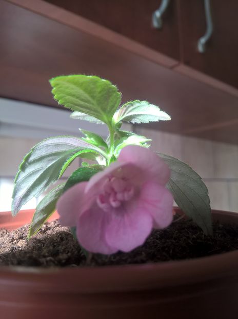 Double Pink Rose - 2020