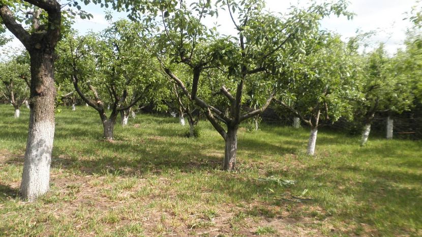 MERI , PERI , PRUNI ,VISINI - LIVADA CU POMI SI GRADINA DE LEGUME