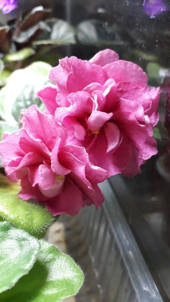 EK Babie Leto - EK Babie Leto