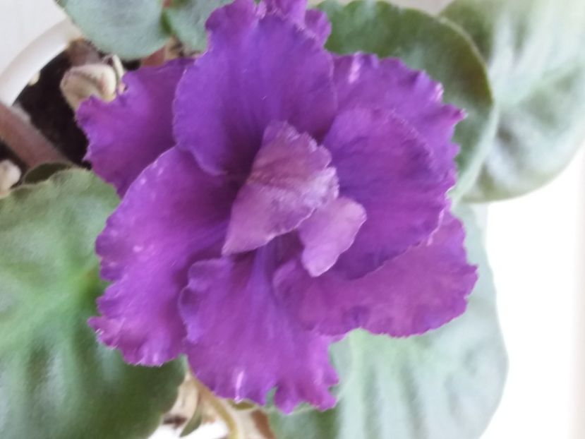  - ZZZ EK Wild Orchid EK Dikaia Orkhideia