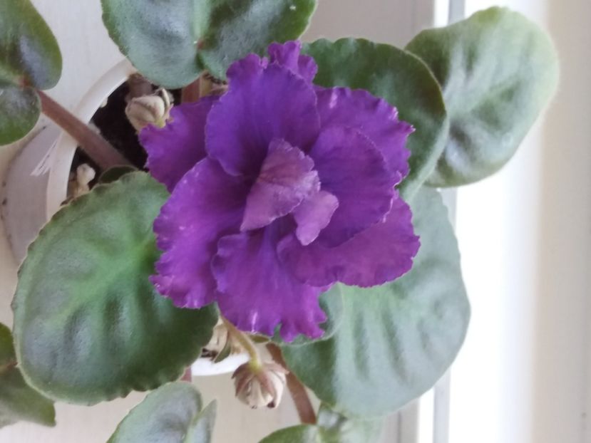  - ZZZ EK Wild Orchid EK Dikaia Orkhideia