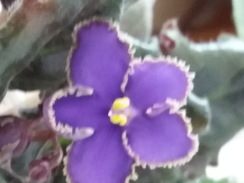  - ZZZOpera s IL Straniero sport