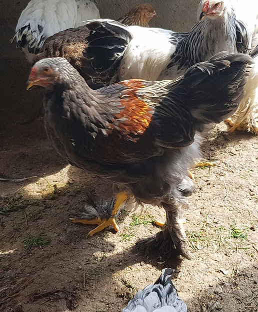 104433237_3328737000483415_3211031414886777881_o - a__Pui si tineret brahma 2020