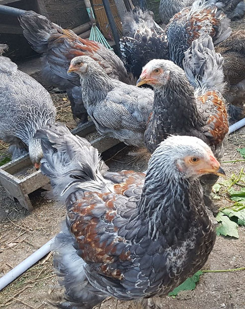 105392051_3342021892488259_981463384920975812_o - a__Pui si tineret brahma 2020