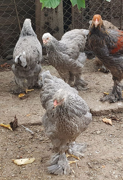 106453670_3372268926130222_2470776650054090910_o - a__Pui si tineret brahma 2020