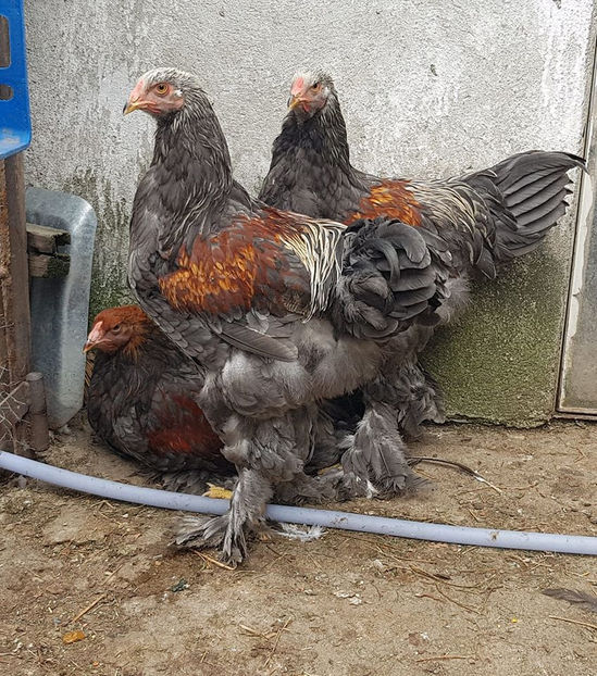 106708882_3371899846167130_475611675963495114_o - a__Pui si tineret brahma 2020