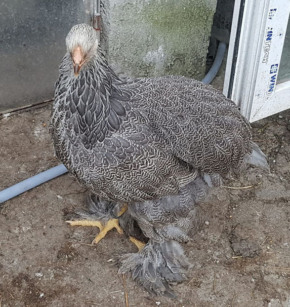 106810510_3370882096268905_1320970146286124303_o - a__Pui si tineret brahma 2020