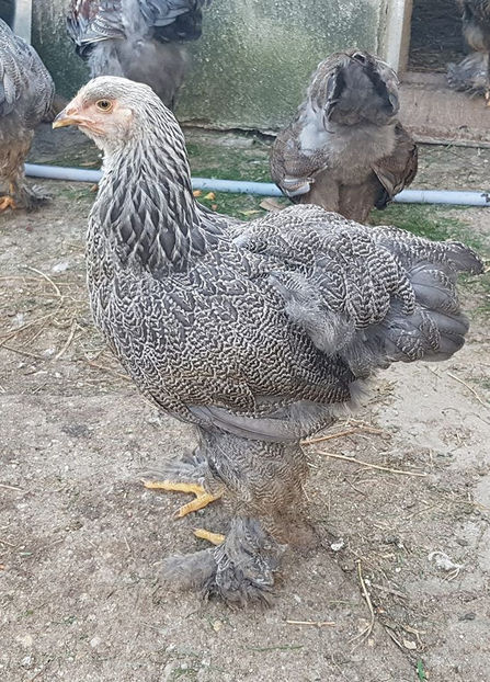 106953572_3364509250239523_42456221047774192_o - a__Pui si tineret brahma 2020