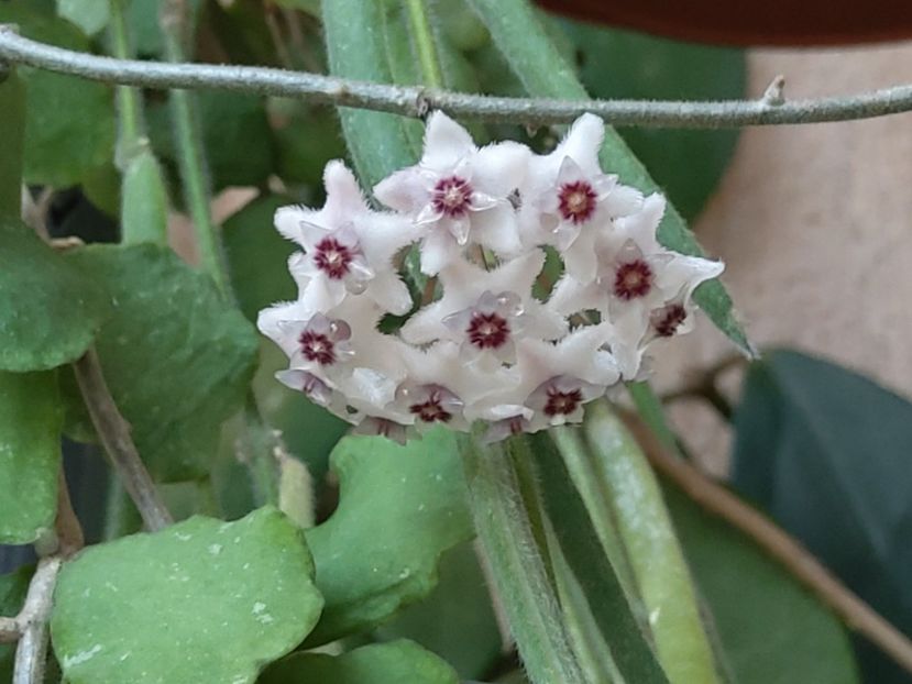 Iulia 2020 - Hoya Kanyakumariana