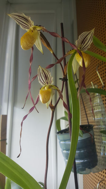 paphiopedilum "philippinense" - Orhidee_5_simpodiale fără pseudobulbi