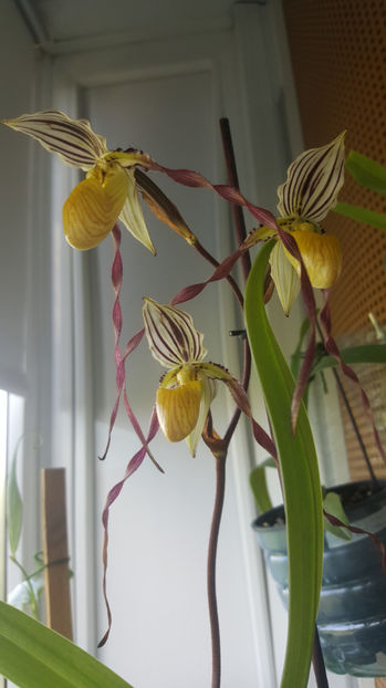 paphiopedilum "philippinense" - Orhidee_5_simpodiale fără pseudobulbi