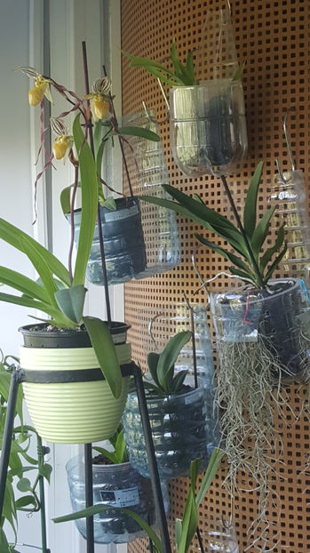 paphiopedilum "philippinense" - Orhidee_5_simpodiale fără pseudobulbi