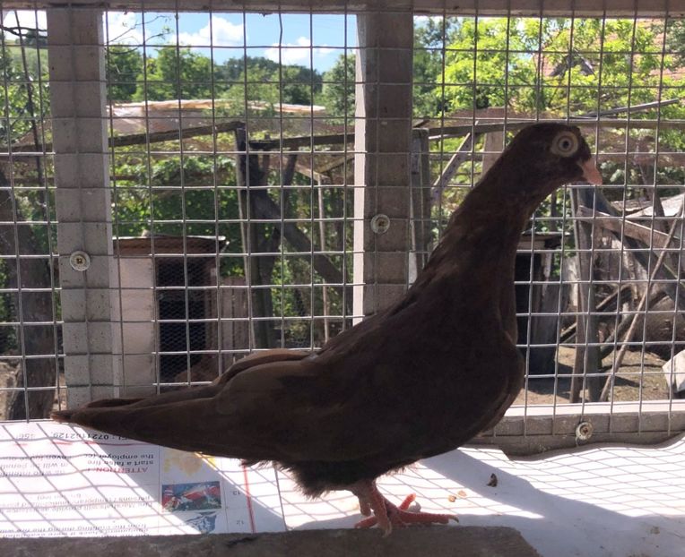 8571  mascul  2020 - Plecați ALBUM 3