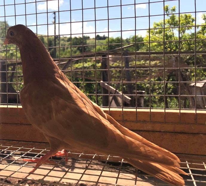 8666  femelă  2020 - Plecați ALBUM 3