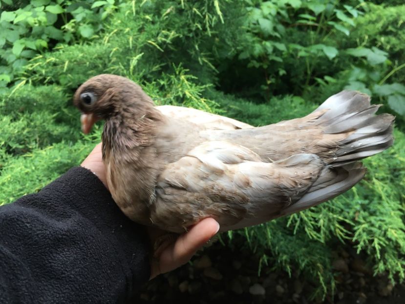 E18C4A7B-8810-4A44-972D-A65D8B52EF50 - -Orbeteni Opal