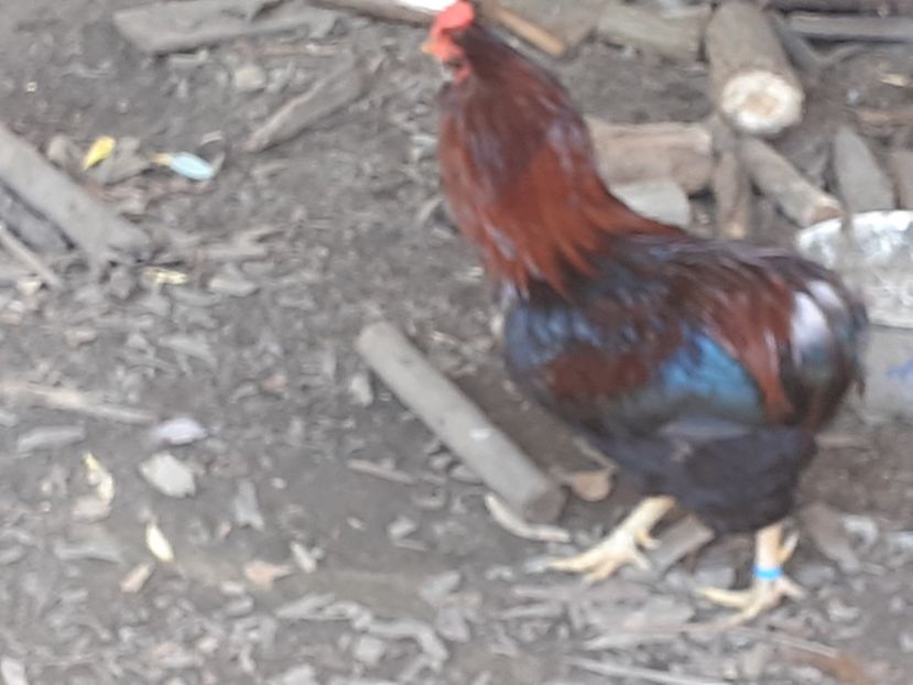  - Matcă ptr 2020 găini araucana și ouă de vînzare