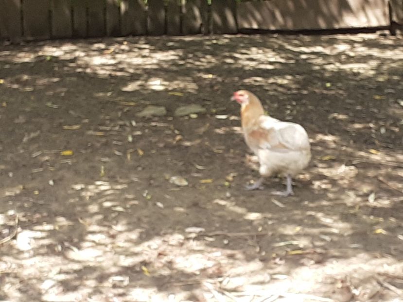  - Matcă ptr 2020 găini araucana și ouă de vînzare