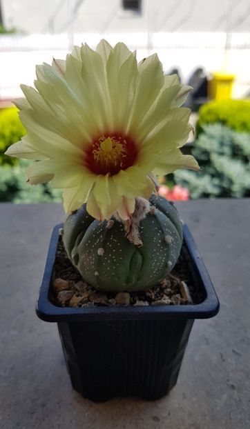 Astrophytum asterias-a doua floare - Astrophytum