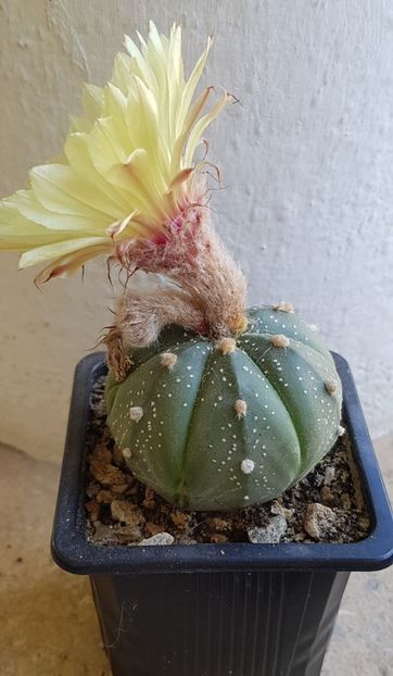 Astrophytum asterias-a doua floare - Astrophytum