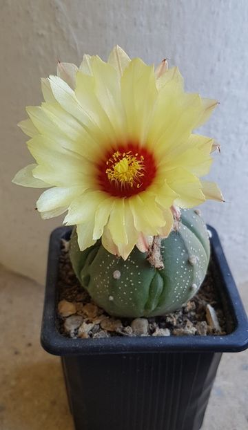 Astrophytum asterias-a doua floare - Astrophytum