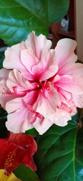  - Hibiscus 2015-2024
