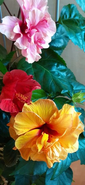  - Hibiscus 2015-2024