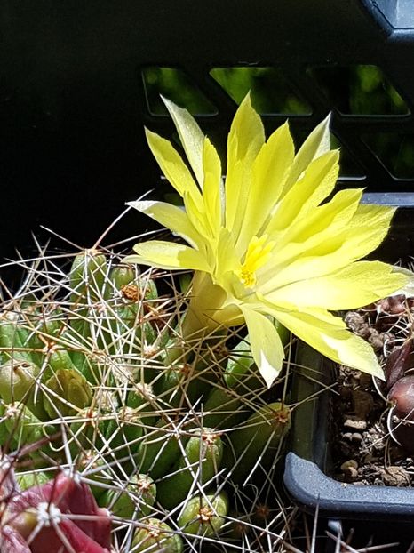  - Mammillaria